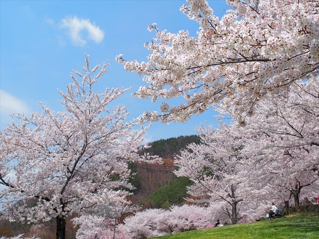 戸倉宿キティパークの桜 とっとっとだより