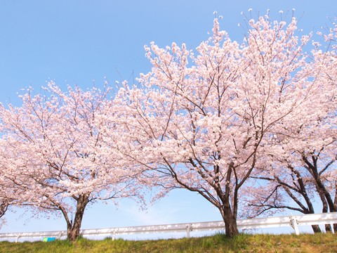 こだま千本桜 埼玉 本庄市 とっとっとだより