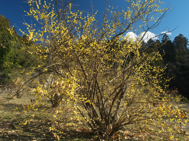 P1052000.jpg