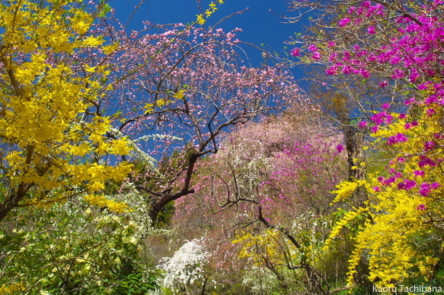 P4203867.jpg
